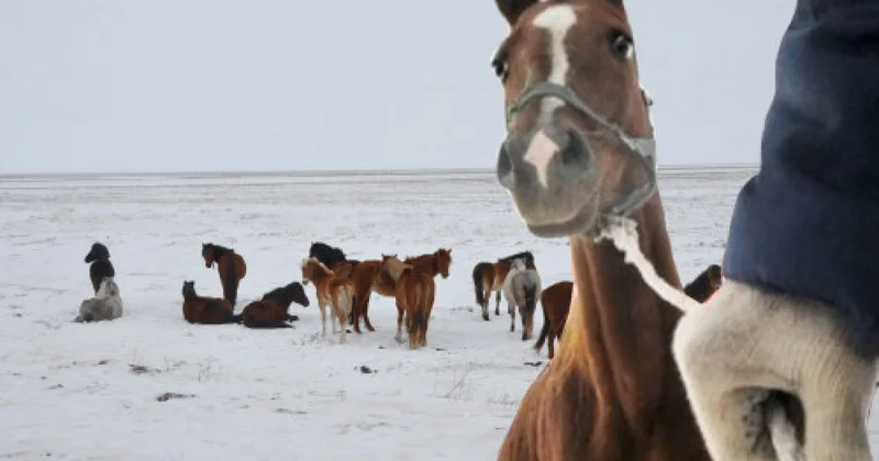 Үш күнде 100 ден астам мал ұрысы ұсталды (видео)