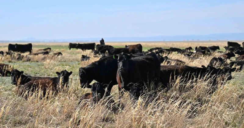 Абай облысында агроөнеркәсіп кешеннің даму қарқыны артты
