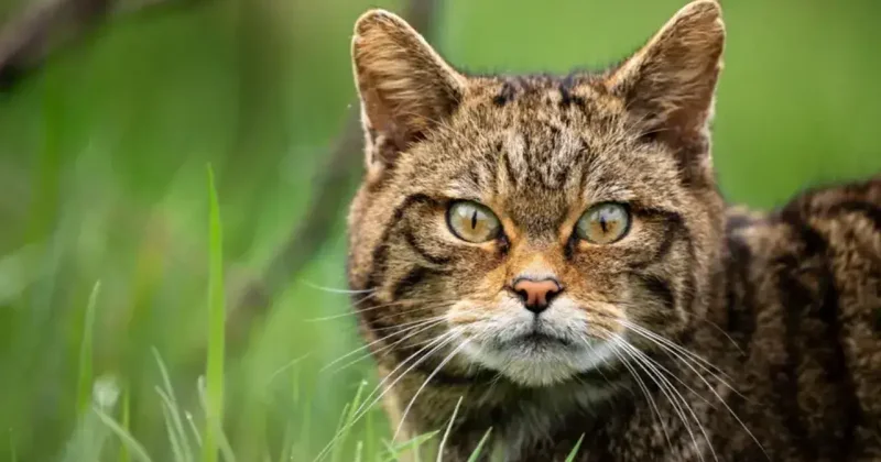 В Англию хотят вернуть диких кошек. Но некоторые боятся, что они будут спариваться с домашними