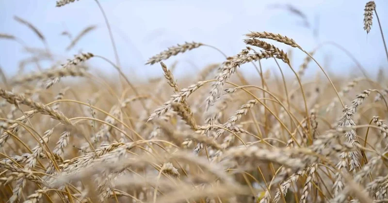 ЕАЭО елдері аштықпен күресуге айтарлықтай үлес қосып отыр ЕЭК министрі