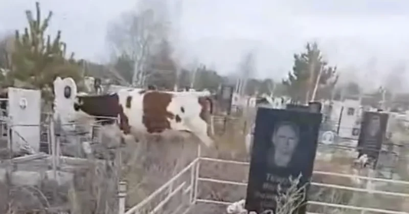 Коровы на кладбище вызвали возмущение жителей Костаная