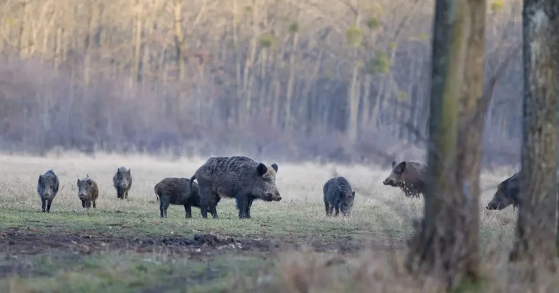 "Экосистема восстанавливается". Кабаны вернулись на территорию резервата "Ак Жайык" после крупного пожара