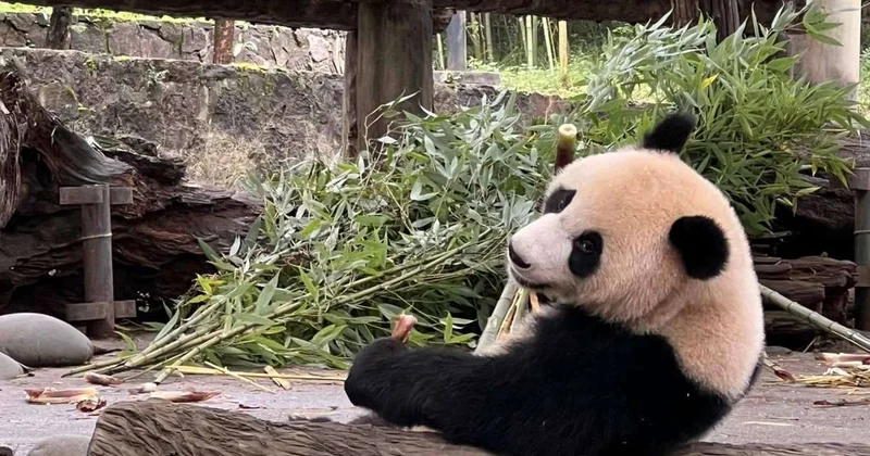 В Китае усилили охрану мест обитания гигантских панд