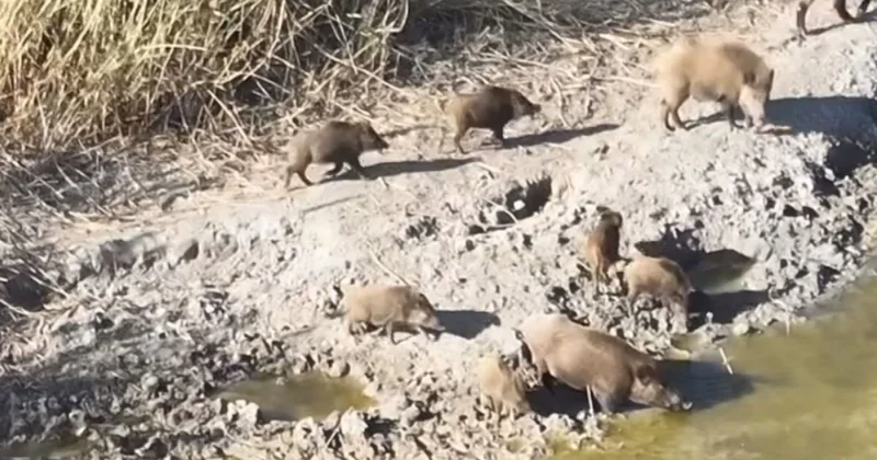 Ақжайық резерватына қабандар қайта оралды