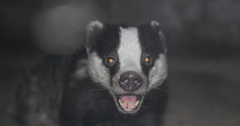 Барсуку помогли спасатели в Кокшетау (ВИДЕО)