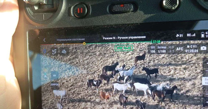 Дроны вывели к табуну