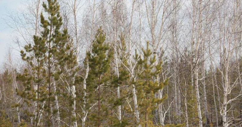 Авиарейды против пожаров