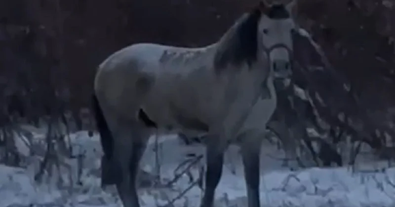 Похищение на миллионы: племенного жеребца украли в Костанайской области