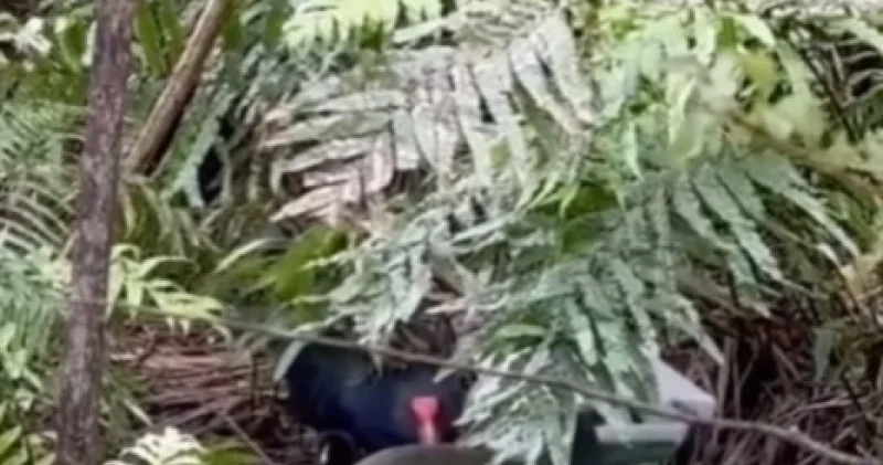 “Әлемде 500 ге жуық“: қорықта сирек кездесетін балапан дүниеге келді