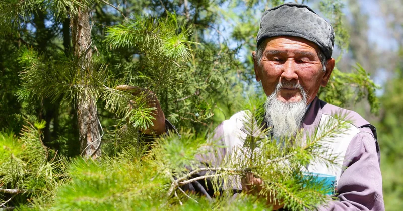 Дарақ бір жерден көгереді