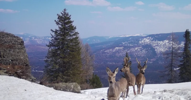 Қысқы туризмнің қалаулы бағыттары