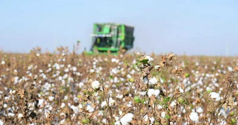 Соңғы 18 жылдағы рекордтық көрсеткіш: Қазақстанда 400 мың тоннадан астам мақта жиналды