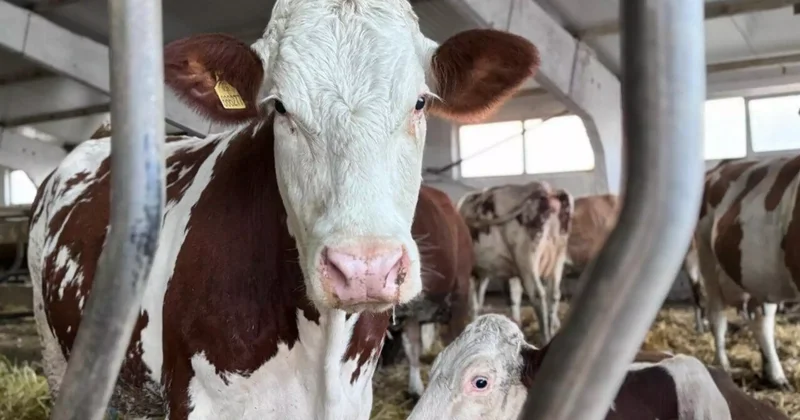 Алматы облысына Даниядан мыңға жуық сиыр жеткізілді