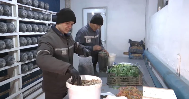 Жазасын өтеушілер жұмыспен қамтылды