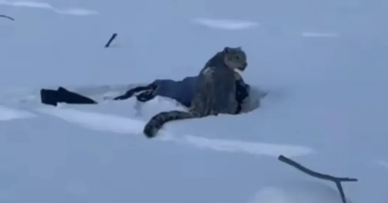 Снежный барс напал на туристку недалеко от Казахстана