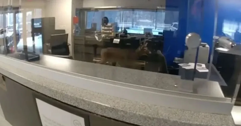 Олень ворвался в американский банк и устроил погром (видео)