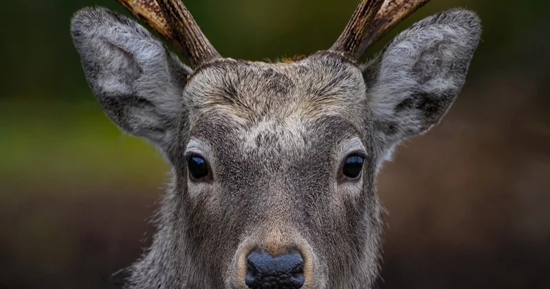 В Нью Йорке олень почти ограбил банк