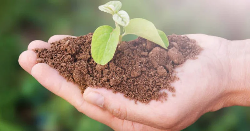 Өзбекстанда халыққа 50 гектар жерден тегін берілмек