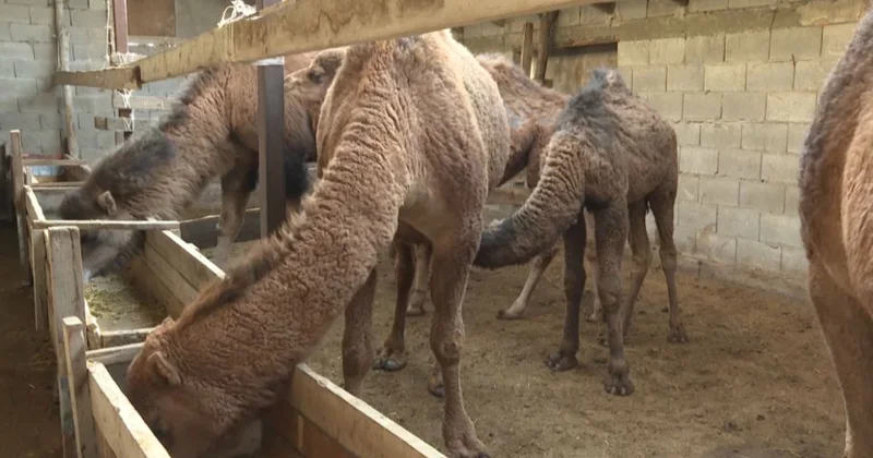 Алматы облысының тұрғыны шұбаттан балмұздақ өндіре бастады
