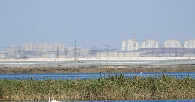 Перезимовали не все