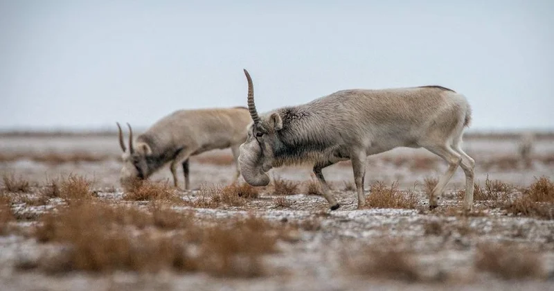 Қыста неге киіктер қырылады комитет түсіндірді