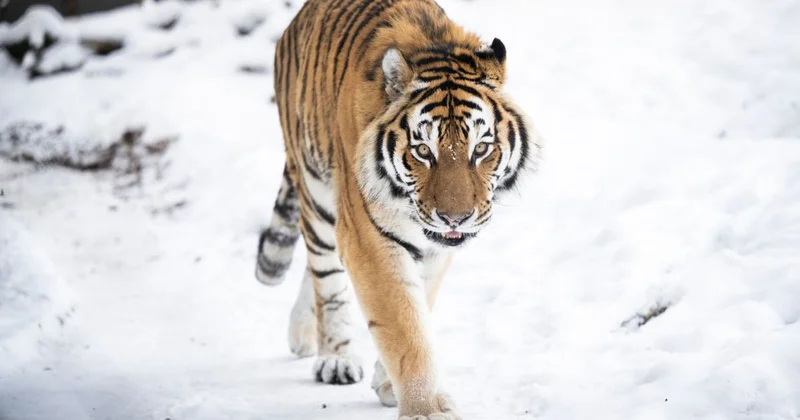 Стало известно, где выпустят амурских тигров, переданных в Казахстан из России