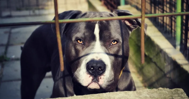 Мужчина застрелил соседского пса за лай на супругу в Алматинской области