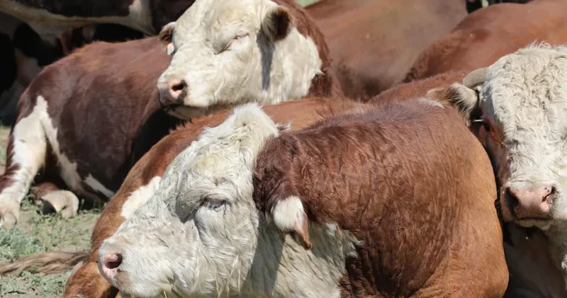 Қазақстанда мал шаруашылығын дамытудың 2030 жылға дейінгі кешенді жоспары бекітілді