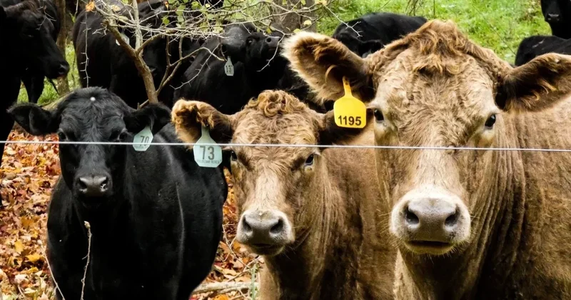 Вирусная диарея и ринотрахеит: в Атырауской области под карантином тысячи голов КРС