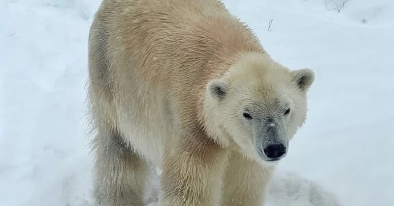 Краш тест для Пурги: алматинский зоопарк обратился к горожанам