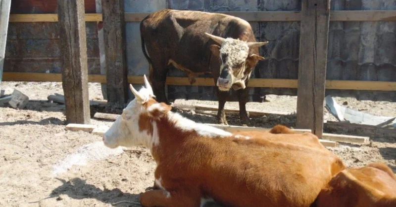 ​Атырау облысында ірі қара мал арасында ауру тоқтамай тұр