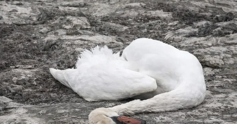 Мёртвых лебедей обнаружили на берегу Каспия