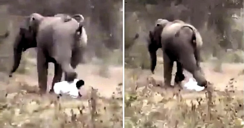 Слон растоптал мужчину, но тот поднялся и ушел