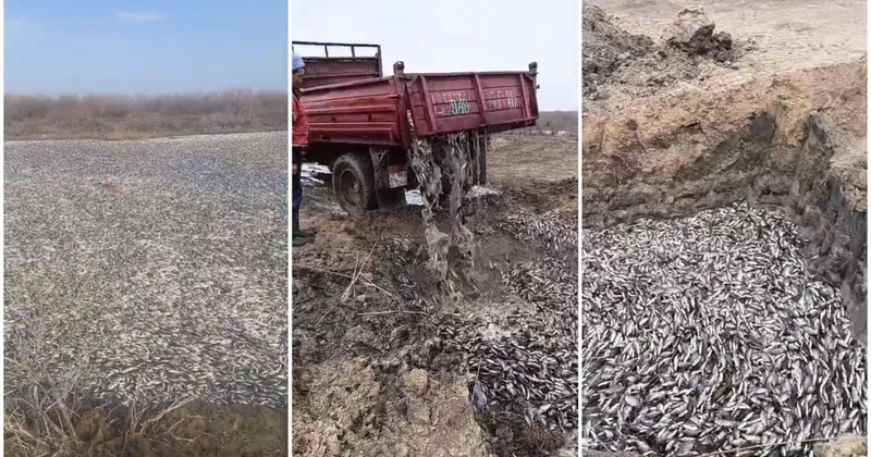 БҚО да балық қырылған көлде тазалау жұмыстары жүргізіліп жатыр