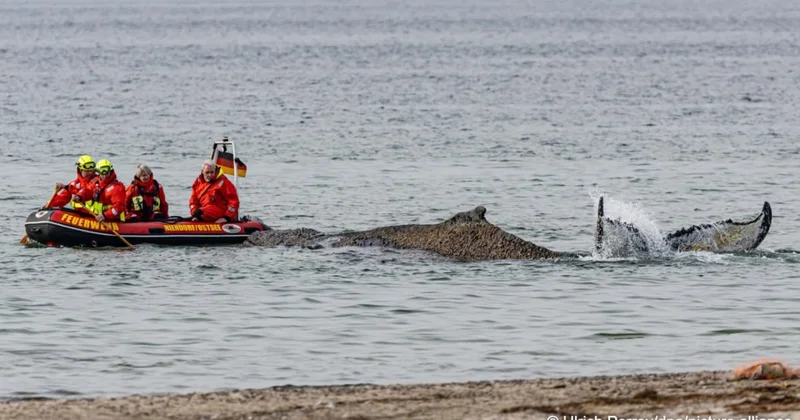Горбатый кит застрял в Балтийском море: шансы на спасение тают