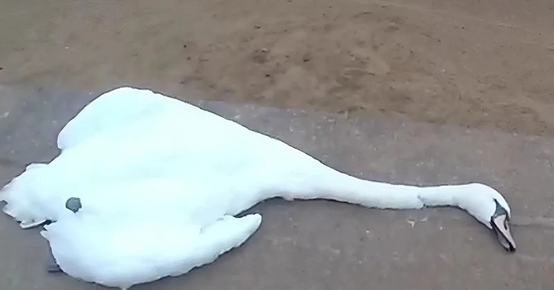 Массовая гибель лебедей в Актау: что говорят специалисты