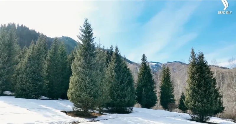 Шырша шырғалаңы, 8 млн көшет өсірген орманшы Экоаудит жобасы Алматы облысында