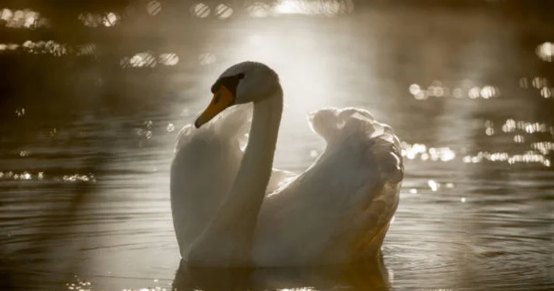 Каспий жағалауы өлі аққуға толған