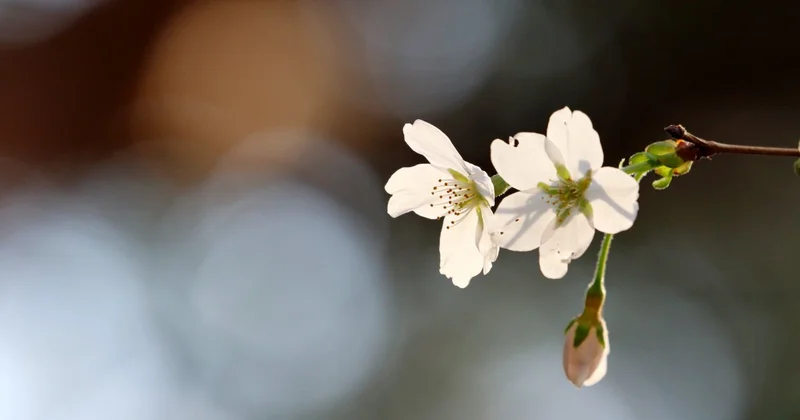 Туман, гололед и сильный ветер: погода по Казахстану на 25 марта