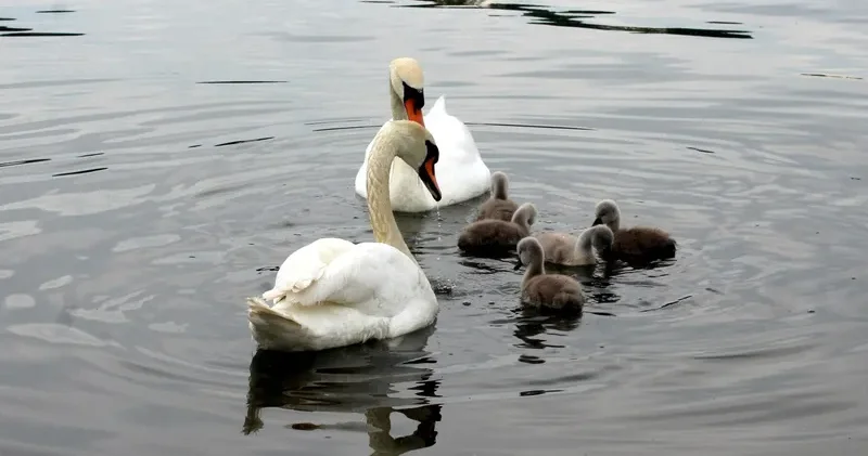 Маңғыстаудағы табиғатты қорғау инспекторлары аққулардың өлексесіне қатысты түсінік берді