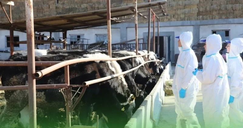 Қырғызстан мал мен ет импортына ветеринарлық бақылауды күшейтті