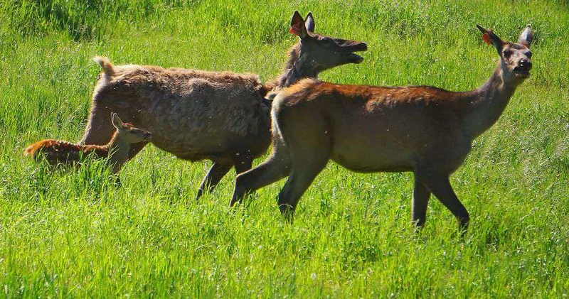 Вместе берегут зеленый мир