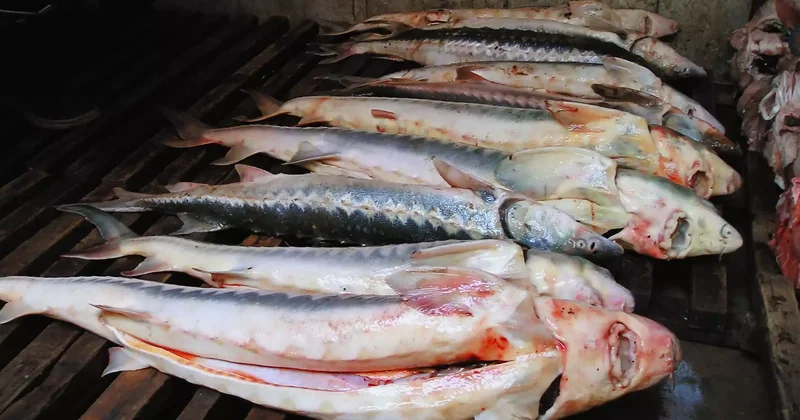 Көлігінен 500 келі бекіре табылған Атырау тұрғыны сотталды