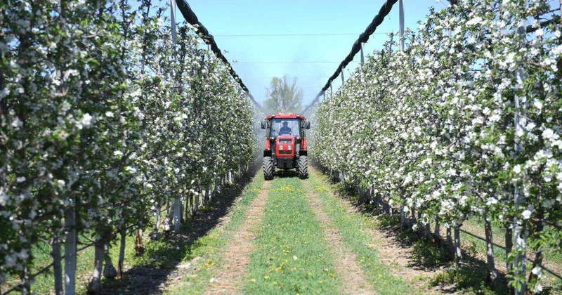 Когда яблони цветут