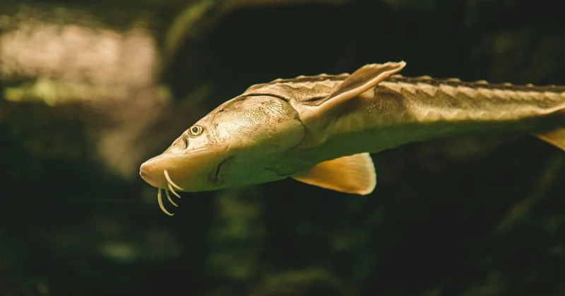 Покупка рыбы или икры может привести к тюрьме: прокуратура предупредила казахстанцев