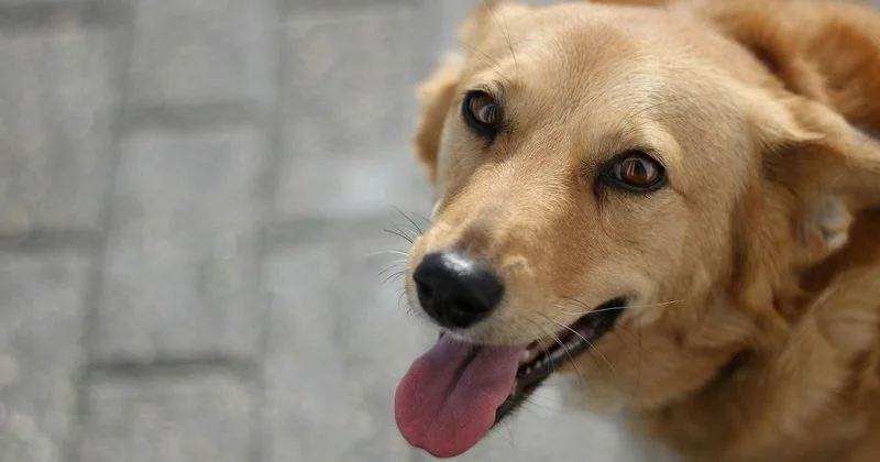 Привлекать мучителей : Токаев поручил ужесточить наказание за жестокое обращение с животными