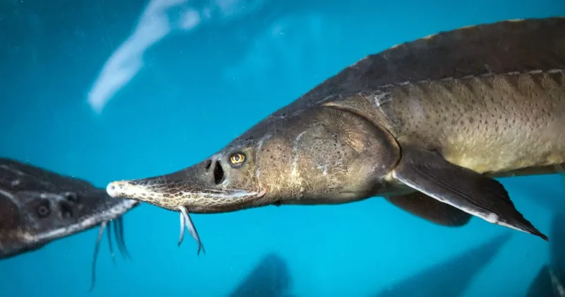 Становитесь соучастником : прокуратура предупредила об уголовной ответственности за покупку осетровой рыбы и икры