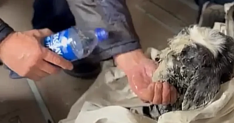 Вертолёт Казавиаспаса помог спасти ягнёнка в степи