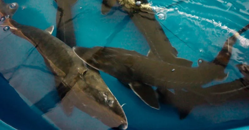 Контроль за незаконным оборотом осетровых рыб усиливают в Атырауской области