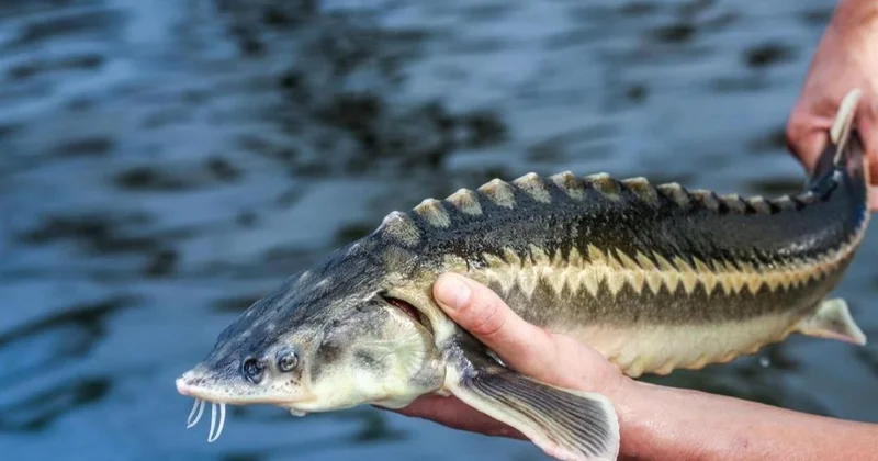Бекіре тұқымдас балық пен уылдырық сатып алғандар қылмыстық жауапкершілікке тартылады